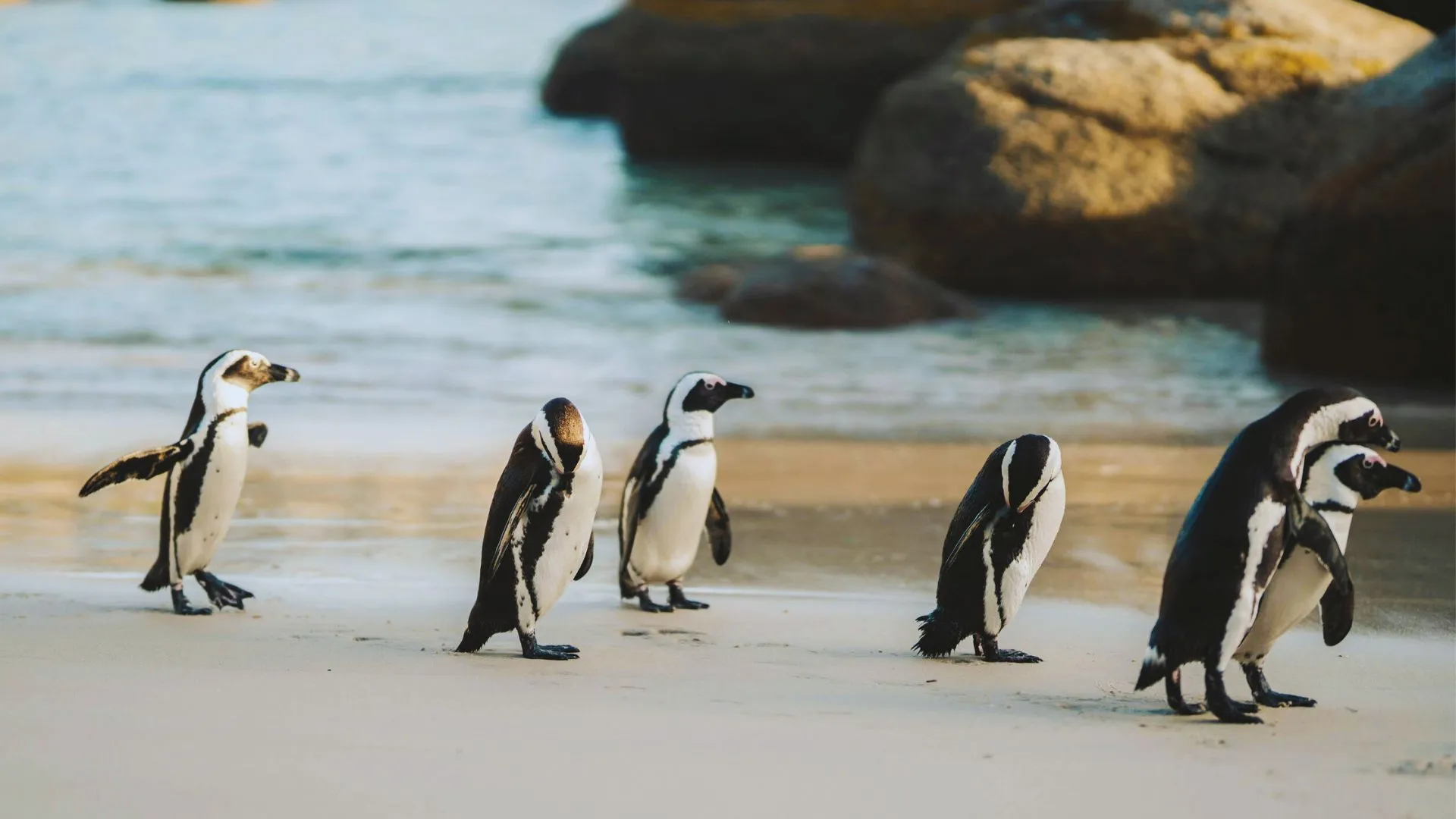 Phillip Island Tour - Melbourne private tour experience