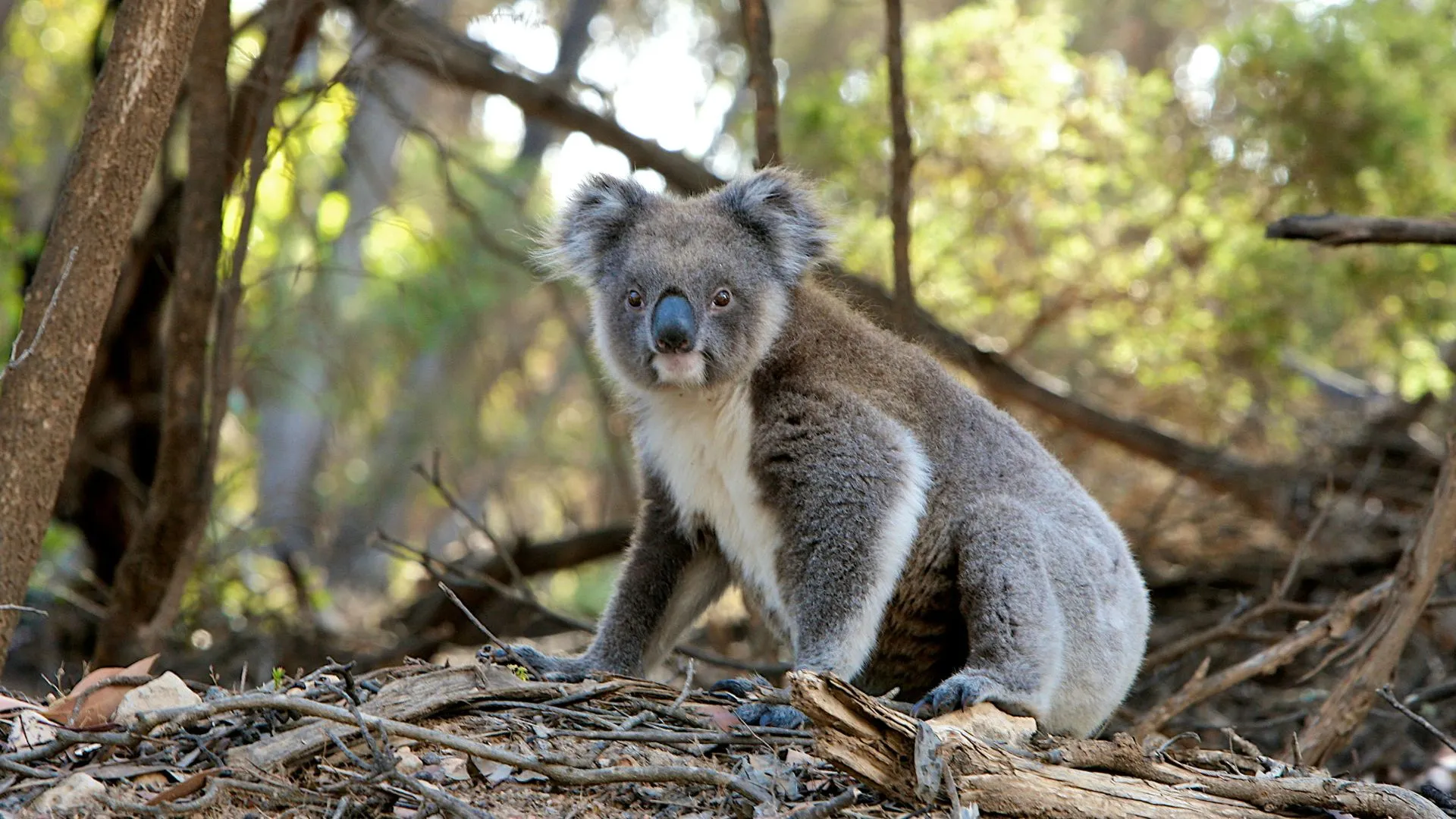 Phillip Island Tour - View 2 - Melbourne private tour